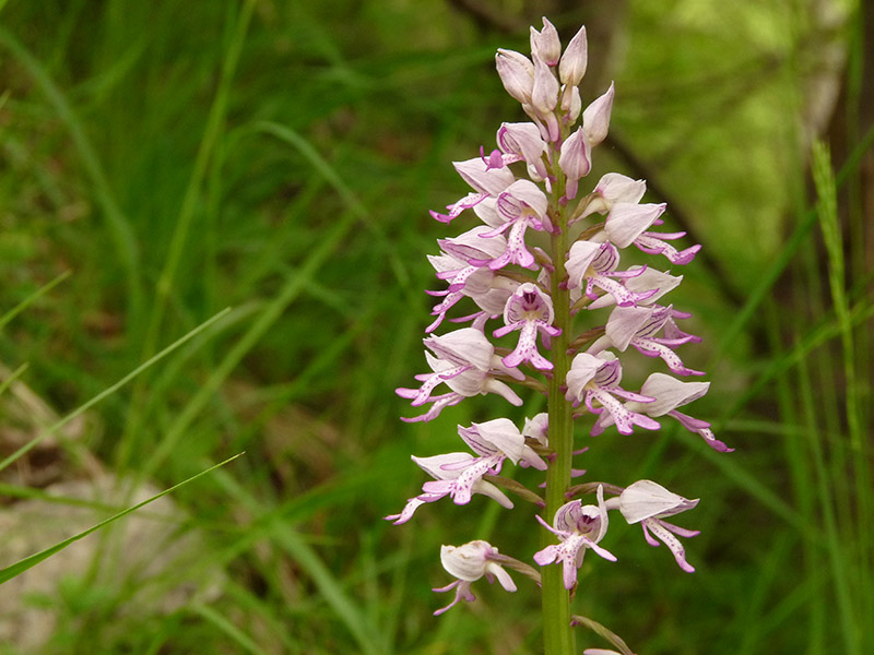 Orchis militaris